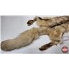 Image 2 : White Coyote Pelt (Consignor Tag: White Coyote : Professional Soft Tan : 41 Inches Long from Nose to