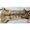 Image 3 : White Coyote Pelt (Consignor Tag: White Coyote : Professional Soft Tan : 41 Inches Long from Nose to