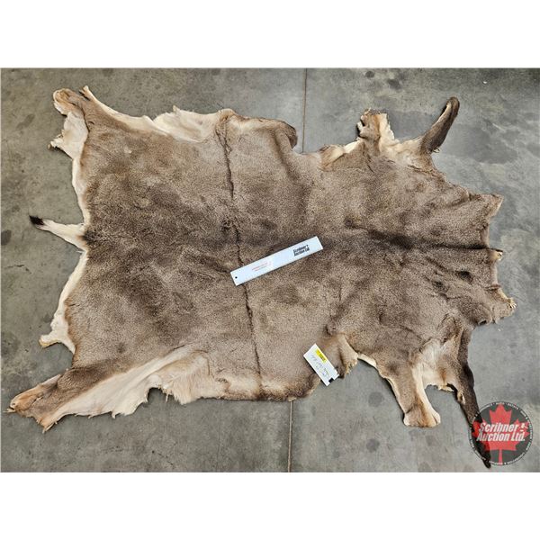 Hair On Mule Deer Hide : c/w Tail