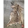 Image 3 : Hair On Mule Deer Hide : c/w Tail