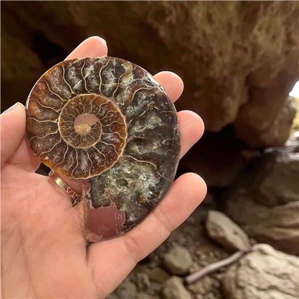 Ammonites 2.3 inch