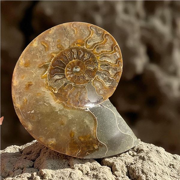 Ammonites 5 inch 28