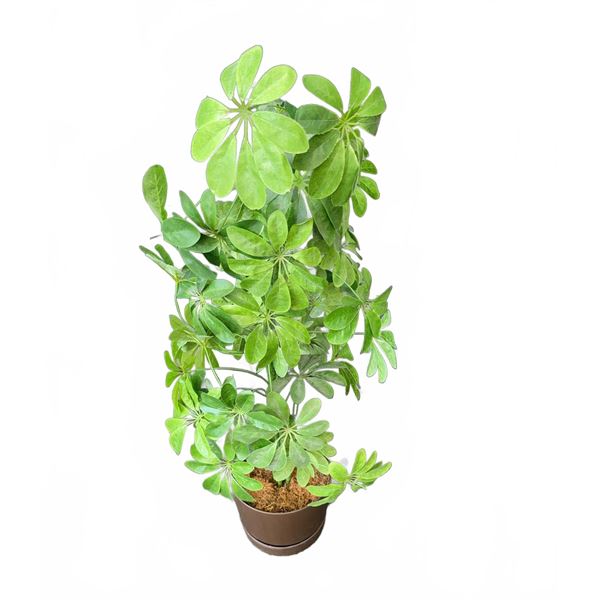 Artificial Schefflera Plant in Brown Pot