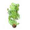 Image 1 : Artificial Schefflera Plant in Brown Pot