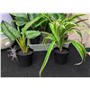 Image 2 : Artificial Potted Plants, Sunbeam Humidifier and More