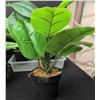 Image 3 : Artificial Potted Plants, Sunbeam Humidifier and More