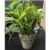 Image 4 : Artificial Potted Plants, Sunbeam Humidifier and More