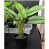 Image 5 : Artificial Potted Plants, Sunbeam Humidifier and More