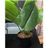Image 6 : Artificial Potted Plants, Sunbeam Humidifier and More