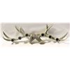 Image 1 : ANTLER CANDLE HOLDER