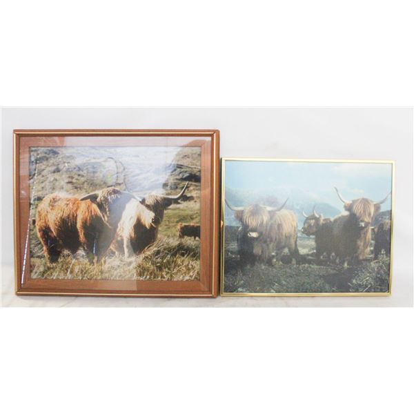 2 SCOTTISH HIGHLAND CATTLE PHOTOS FRAMED