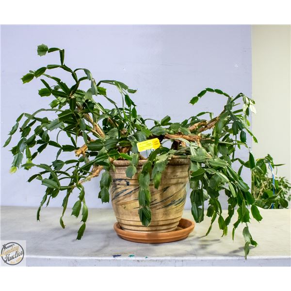 LIVE POTTED CHIRSTMAS CACTUS- 36" WIDE