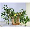 Image 1 : LIVE POTTED CHIRSTMAS CACTUS- 36" WIDE