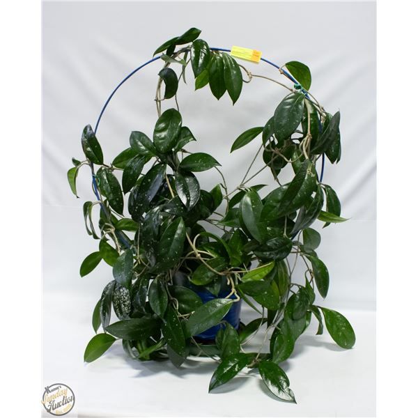 LIVE POTTED HOYA CARNOSA HOUSE PLANT- 30"