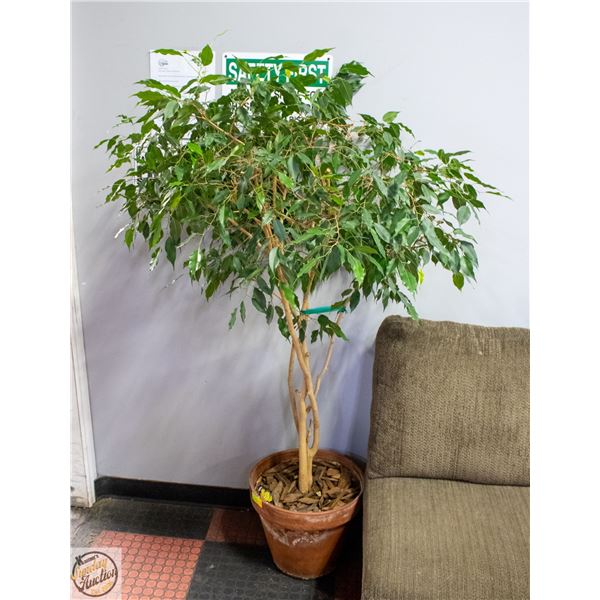 LIVE POTTED FICUS TREE- MEASURES 67" TALL