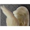 Image 17 : NINE ESKIMO IVORY CARVINGS
