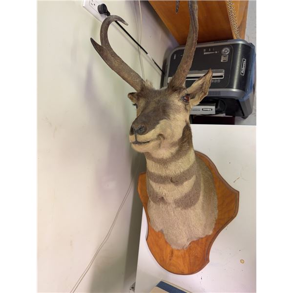 Pronghorn Antelope Shoulder Taxidermy Mount