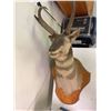 Image 1 : Pronghorn Antelope Shoulder Taxidermy Mount