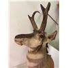 Image 2 : Pronghorn Antelope Shoulder Taxidermy Mount