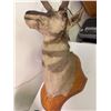 Image 3 : Pronghorn Antelope Shoulder Taxidermy Mount