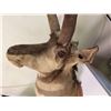Image 4 : Pronghorn Antelope Shoulder Taxidermy Mount