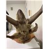 Image 5 : Pronghorn Antelope Shoulder Taxidermy Mount