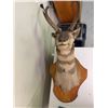 Image 6 : Pronghorn Antelope Shoulder Taxidermy Mount