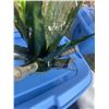 Image 3 : Tequila Bottle Agave Holder With Shot Glasses