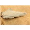 Image 4 : Antique 1920s Winchester White Leather Sewn Web Split Finger Baseball Glove