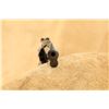 Image 15 : High Standard Sentinal Mk I .22 Lr 4" Da/sa 9-shot Revolver, Mfd 1974-1977