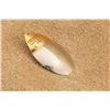 Image 9 : Winchester Fishing Spoons Including No. 9636, 9634, 9715, 9462, 9473, 9615