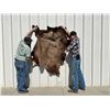 Image 2 : Vintage Bison Calf 68"x53" Repaired Suede Hair-on Buffalo Hide Rug Robe Blanket