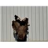 Image 5 : Vintage Bison Calf 68"x53" Repaired Suede Hair-on Buffalo Hide Rug Robe Blanket