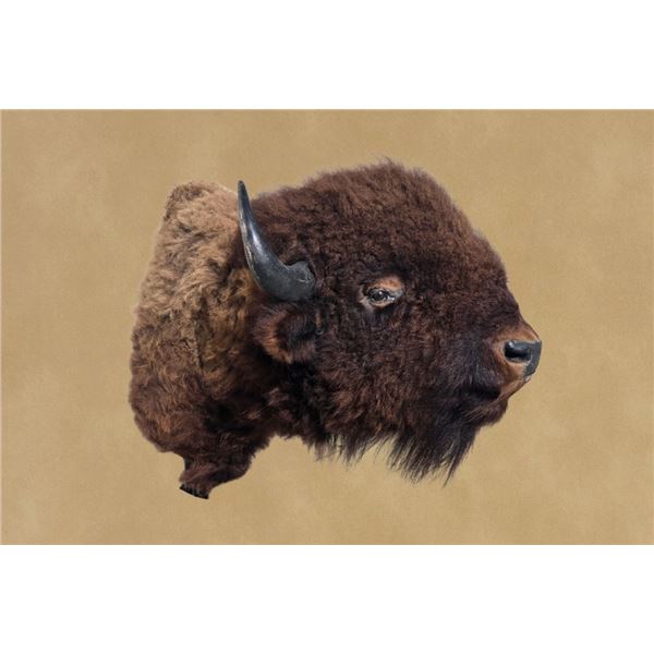 Vintage, American Bison, Left-turn Hump, 50"x48"x30", 50 Lbs, Taxidermy Mount