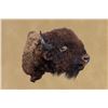 Image 1 : Vintage, American Bison, Left-turn Hump, 50"x48"x30", 50 Lbs, Taxidermy Mount