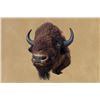 Image 3 : Vintage, American Bison, Left-turn Hump, 50"x48"x30", 50 Lbs, Taxidermy Mount