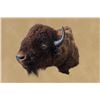 Image 4 : Vintage, American Bison, Left-turn Hump, 50"x48"x30", 50 Lbs, Taxidermy Mount