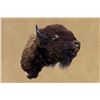 Image 5 : Vintage, American Bison, Left-turn Hump, 50"x48"x30", 50 Lbs, Taxidermy Mount