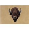 Image 6 : Vintage, American Bison, Left-turn Hump, 50"x48"x30", 50 Lbs, Taxidermy Mount