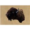 Image 7 : Vintage, American Bison, Left-turn Hump, 50"x48"x30", 50 Lbs, Taxidermy Mount