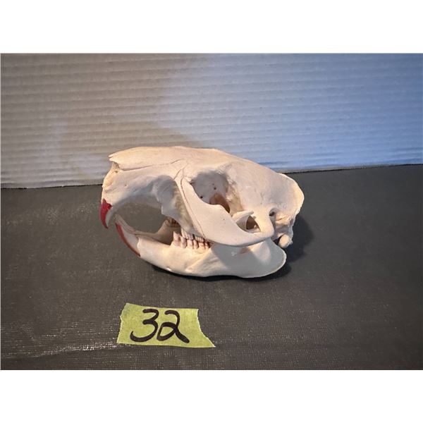 Beaver skull