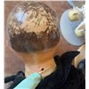 Image 5 : Vintage Composition and Hard Plastic Dolls Including Shirley Temple and Cootles