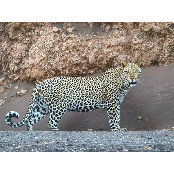 Original African Safari photo