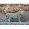 Image 1 : Original African Safari photo
