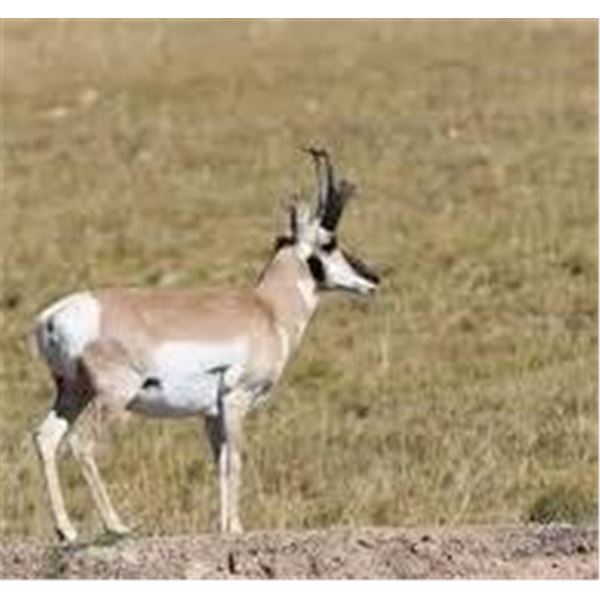 7-day Pronghorn Antelope in Wyoming for 2 - hunters.