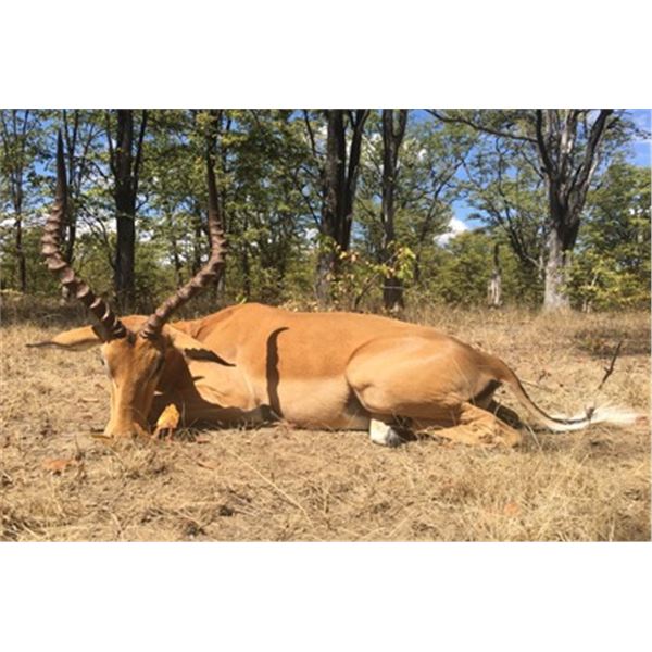 PLAINS GAME RANCH HUNT – ZAMBIA 7 Days for 2 Hunters