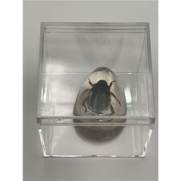 Beetle Encased in Clear Resin Display