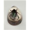Image 2 : Beetle Encased in Clear Resin Display