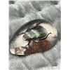 Image 6 : Beetle Encased in Clear Resin Display