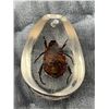 Image 7 : Beetle Encased in Clear Resin Display